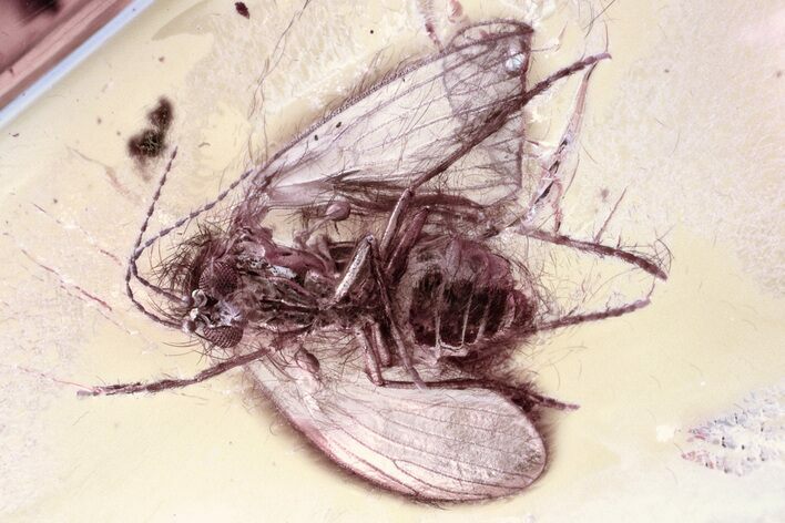 Detailed Fossil Moth Fly (Psychodidae) In Baltic Amber #343375